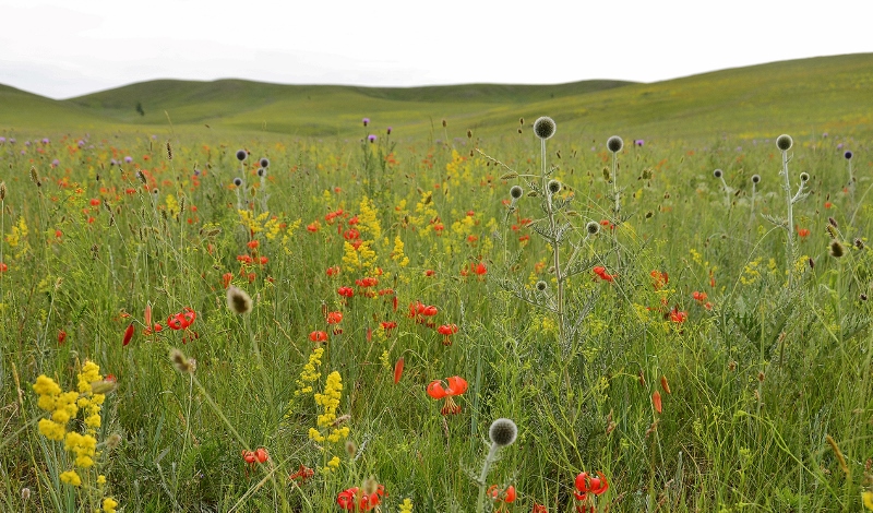 Blumen bedecken die H&uuml;gel
