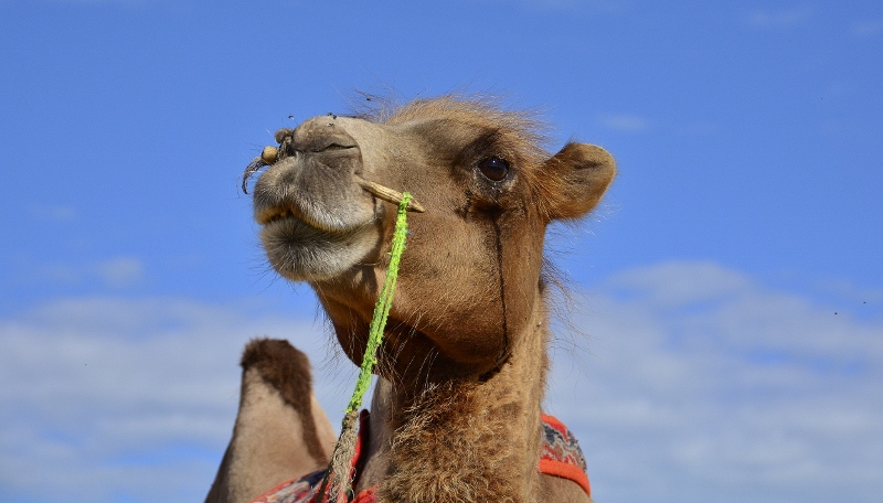 Kamel bei den Sandd&uuml;nen