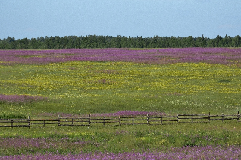 Die Weidenr&ouml;schen sind in voller Bl&uuml;te