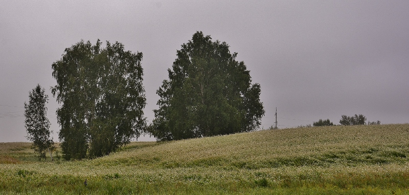 wir r&auml;tseln, welche Pflanzen sich hinter den wei&szlig;bl&uuml;henden Feldern verstecken? Laut google ist es Buchweizen!