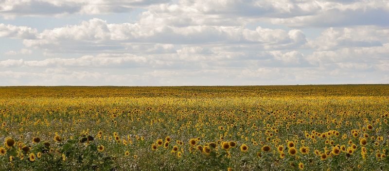 Sonnenblumen bis zum Horizont