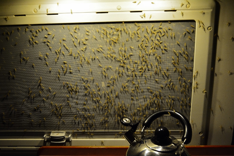 Gef&uuml;hlt Millionen von Zuckm&uuml;cken verbringen die Nachtmit mir im Womo