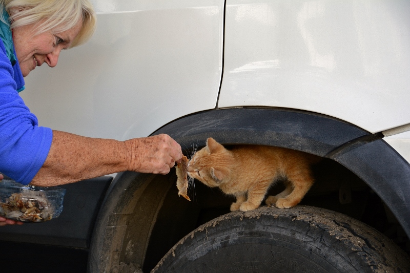 "Unser" K&auml;tzchen auch