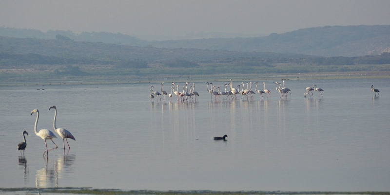 Flamingos an der Lagoa de Santo Andr&eacute;