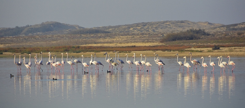 Flamingos an der Lagoa de Santo Andr&eacute;