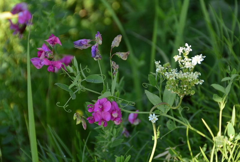Wir sammeln und bestimmen wilde Blumen