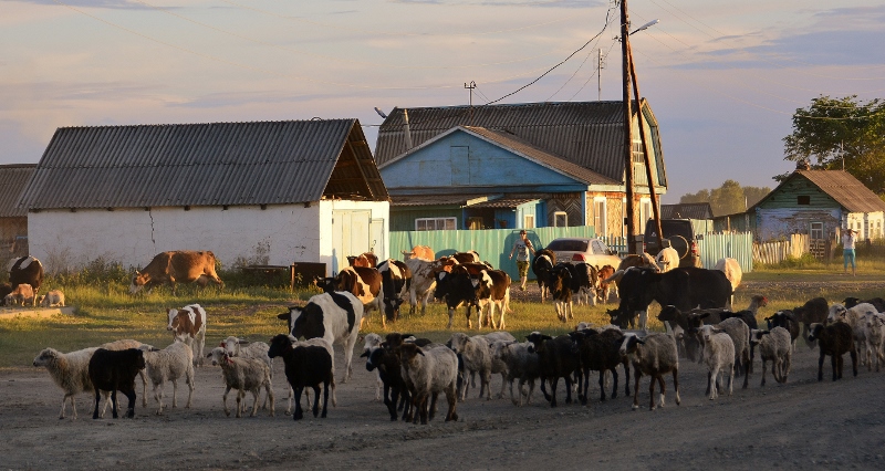 Die Tiere werden abends ins Dorf getrieben