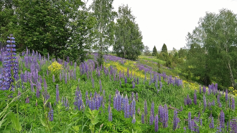 Bl&uuml;hende Landschaft