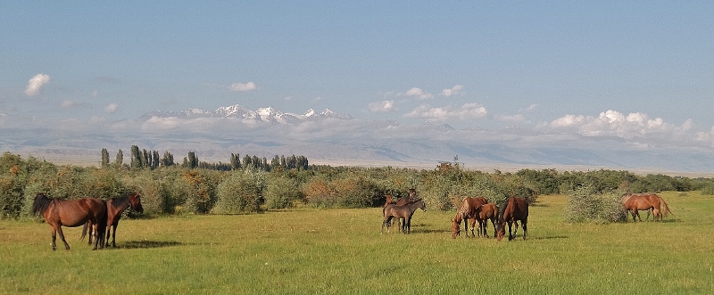 Pferde vor schneebedeckten Gipfeln