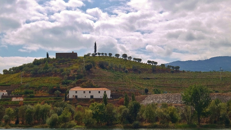 Weinberge am Douro